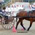 Carriage Driving at the GCHS